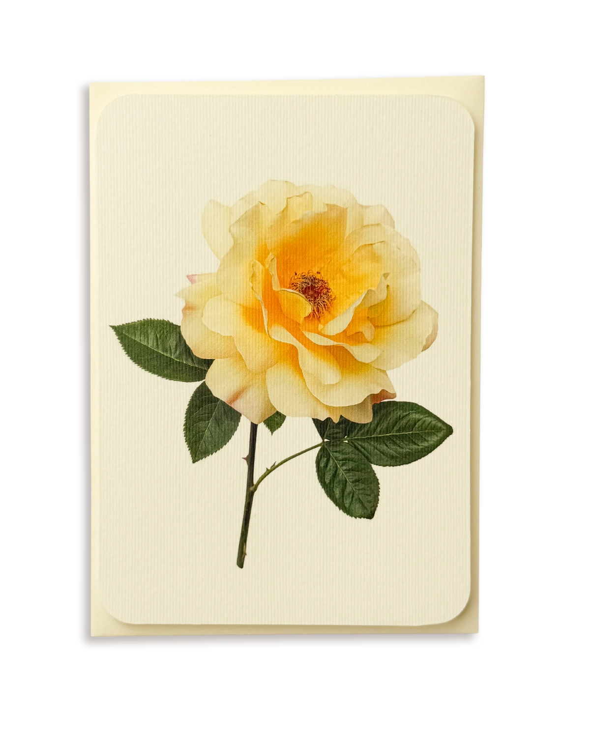 Vanilla Rose Greeting Card