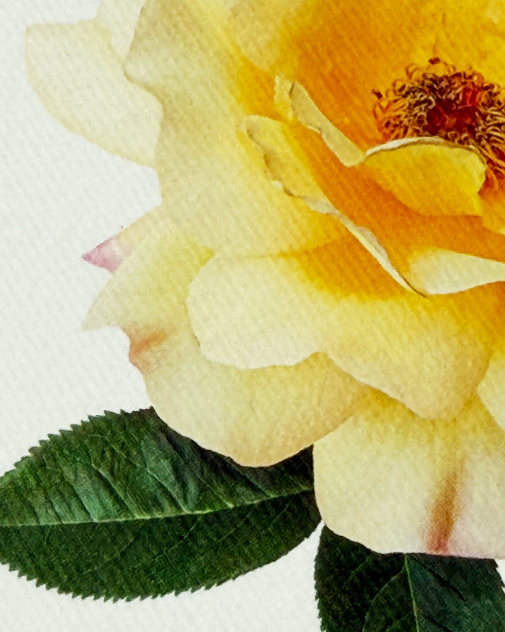 Vanilla Rose Greeting Card