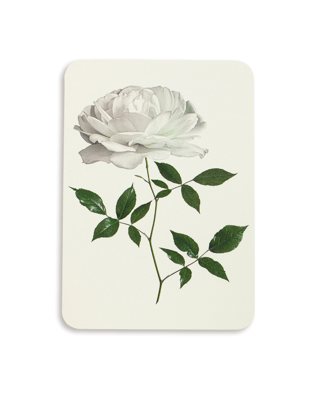 White Rose Greeting Card