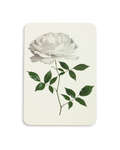 White Rose Greeting Card