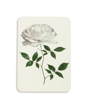 White Rose Greeting Card