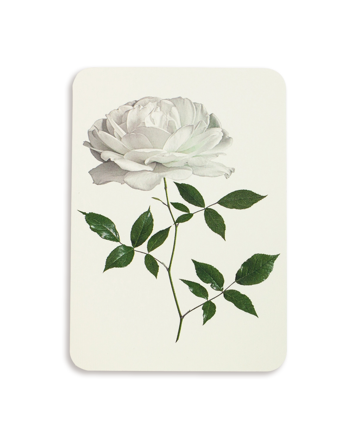White Rose Greeting Card