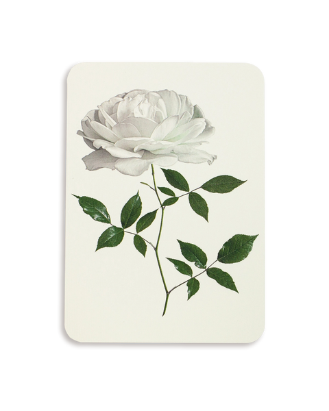 English Garden Roses Mixed Set of 6 Greeting Cards – additional image