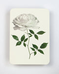White Rose Greeting Card