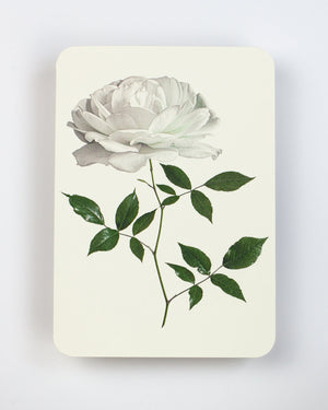 White Rose Greeting Card