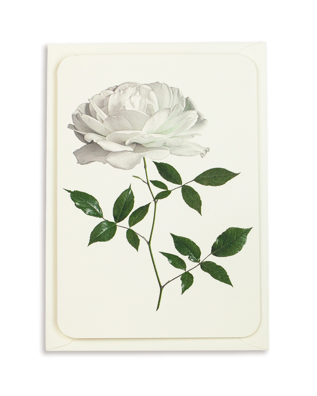 White Rose Greeting Card