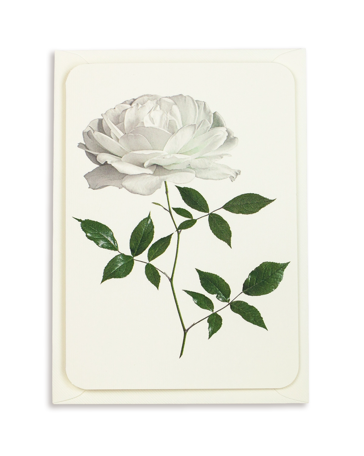 White Rose Greeting Card