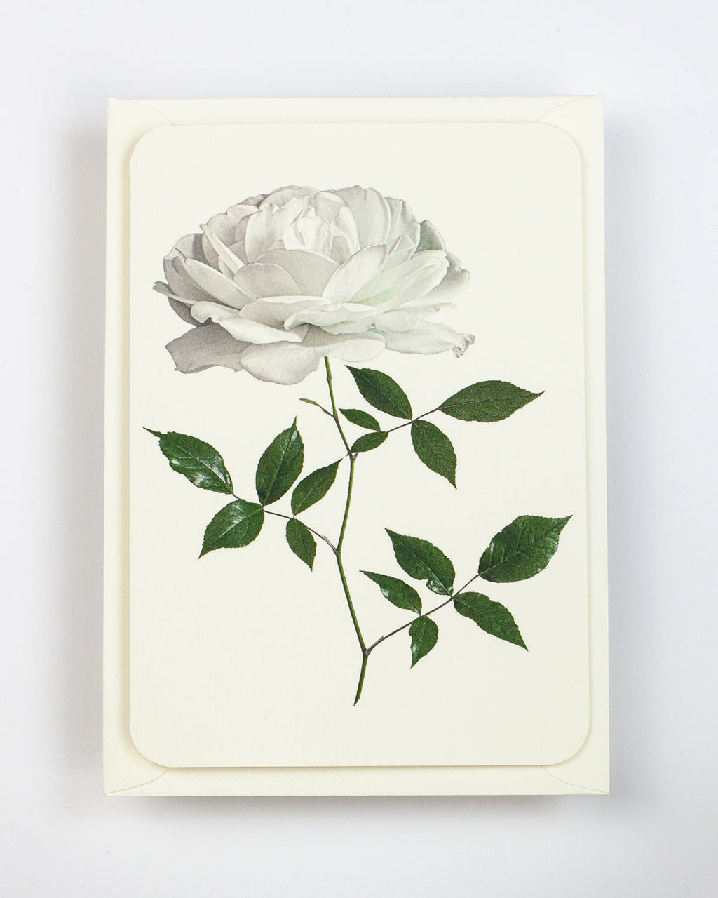 White Rose Greeting Card