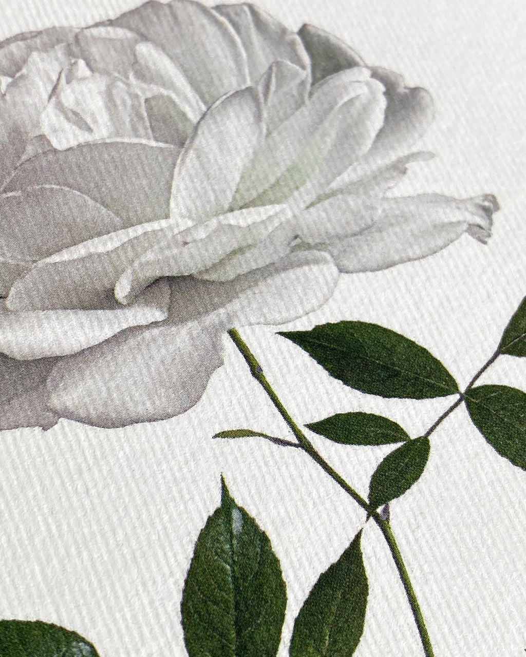 White Rose Greeting Card