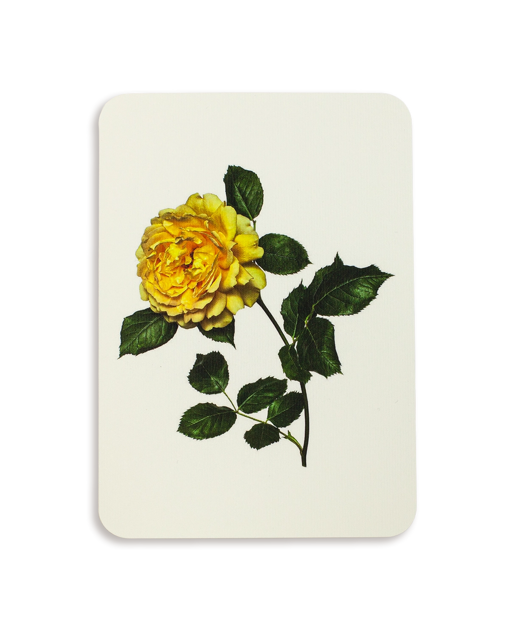 Yellow Rose Greeting Card