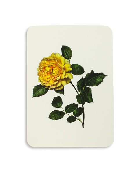 English Garden Roses Mixed Set of 6 Greeting Cards – additional image