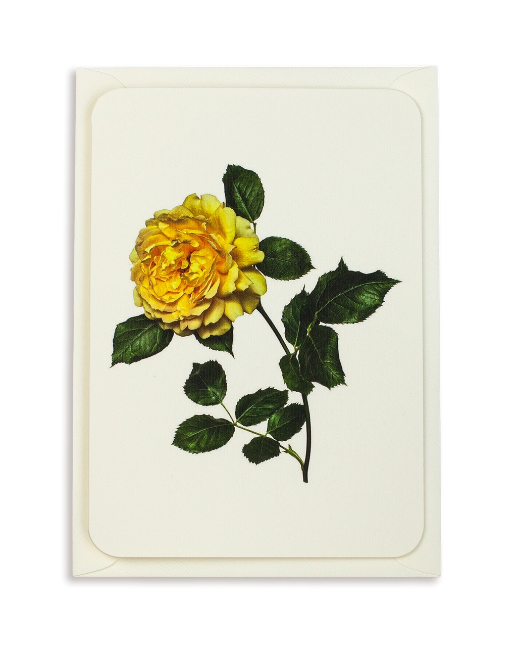 Yellow Rose Greeting Card