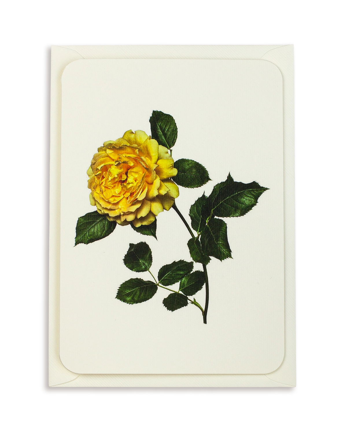 Yellow Rose Greeting Card