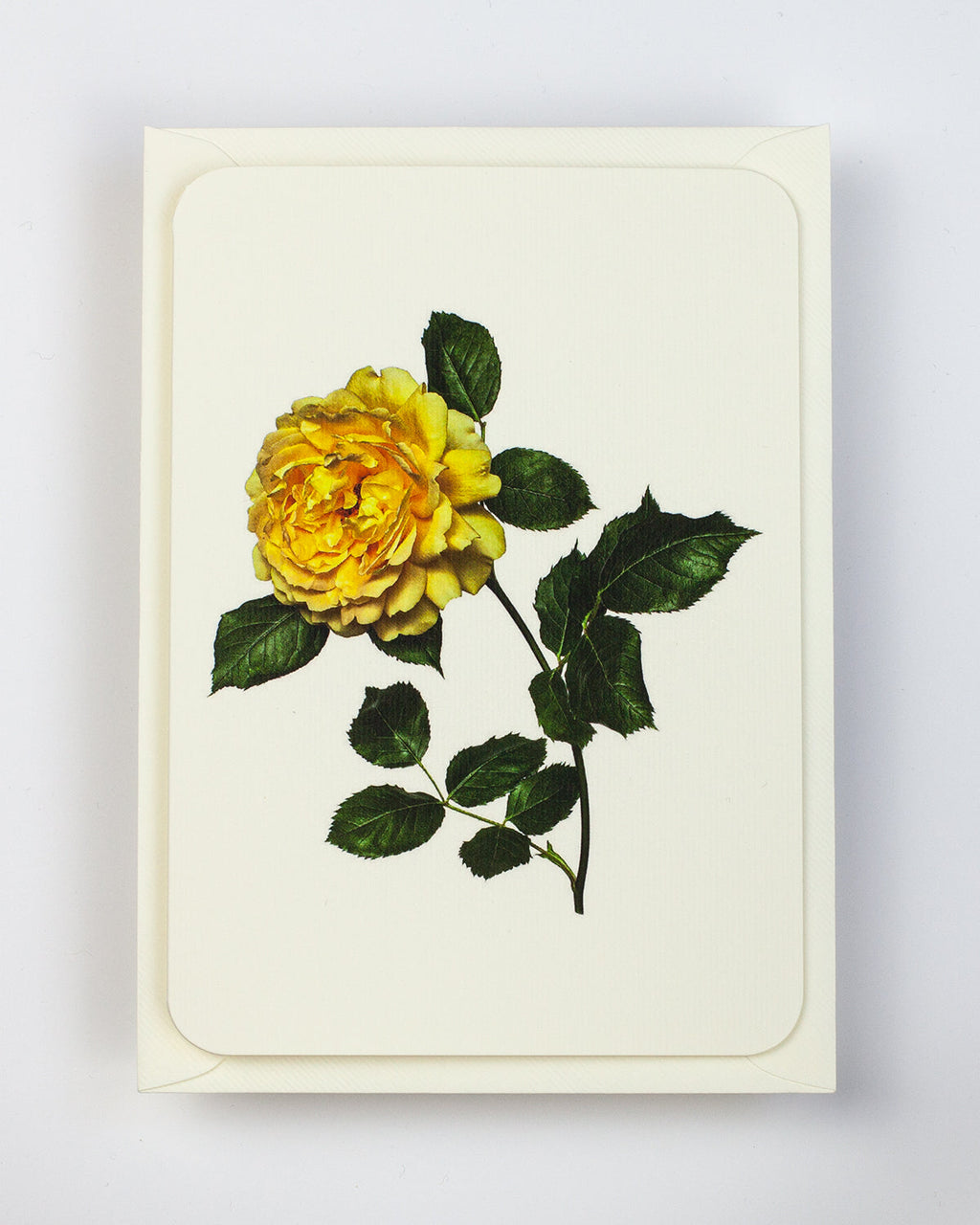Yellow Rose Greeting Card
