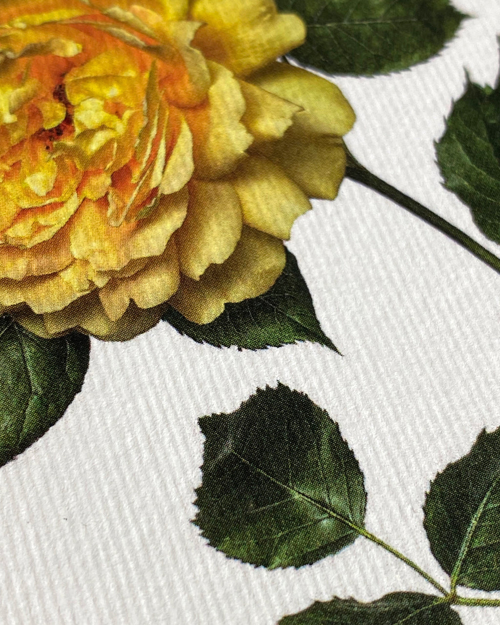 Yellow Rose Greeting Card