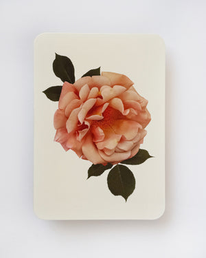 Antique Blush Rose Greeting Card