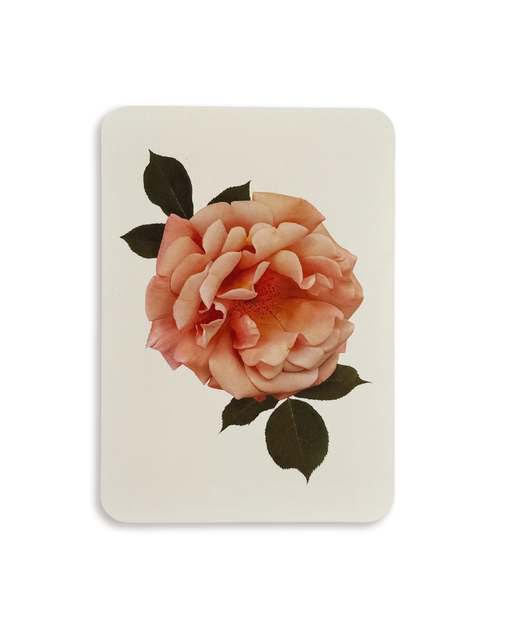 Antique Blush Rose Greeting Card