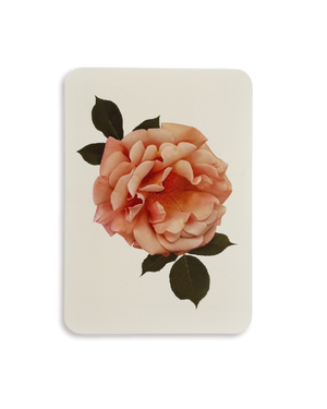 Antique Blush Rose Greeting Card