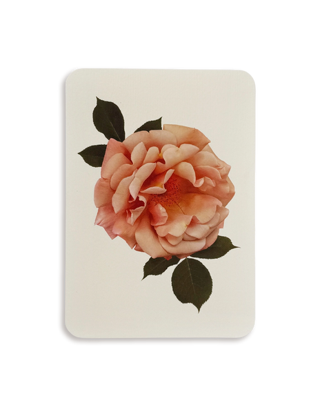 Antique Blush Rose Greeting Card