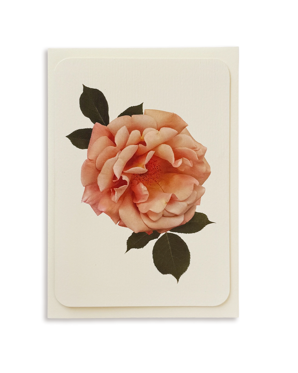 Antique Blush Rose Greeting Card