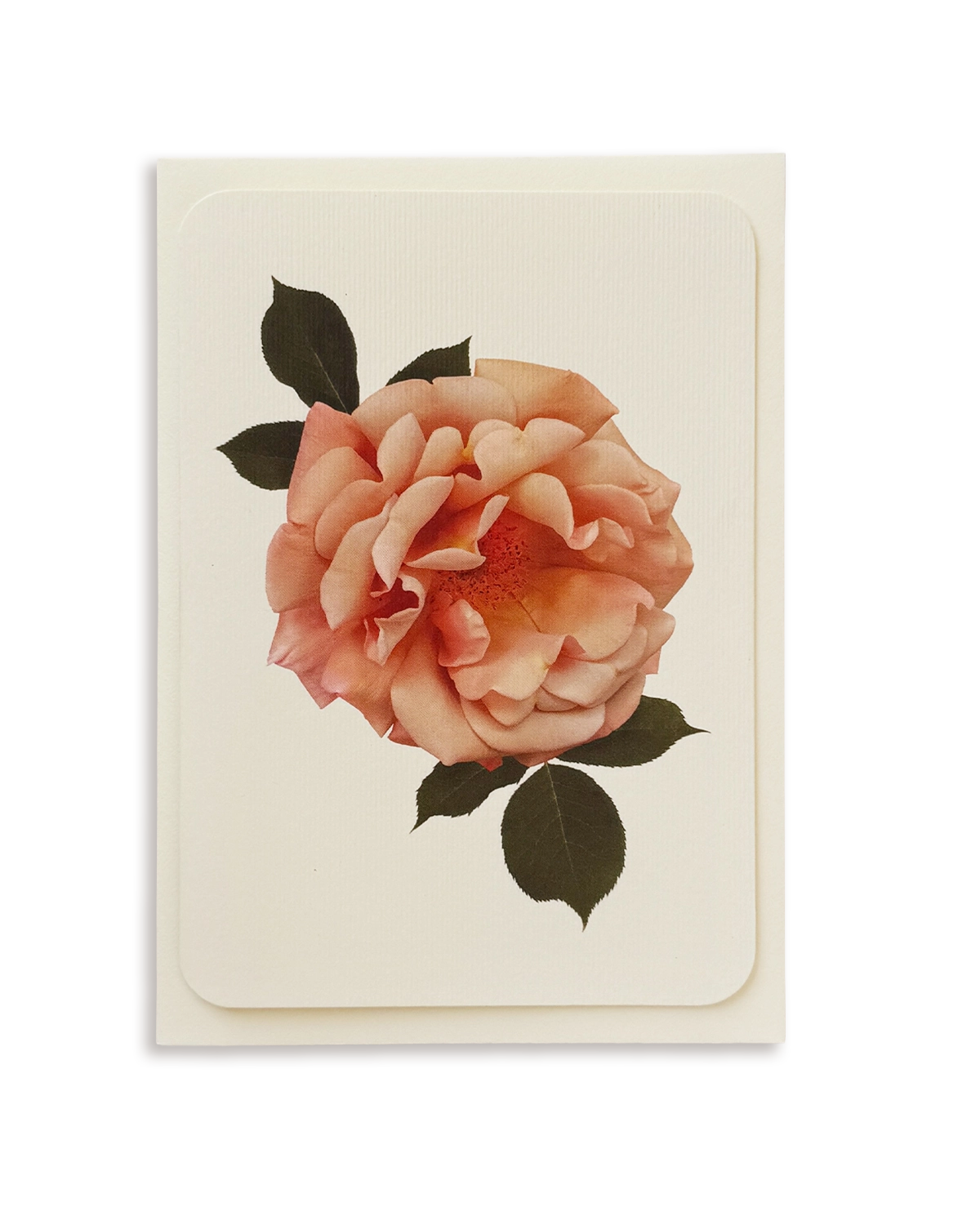 Antique Blush Rose Greeting Card