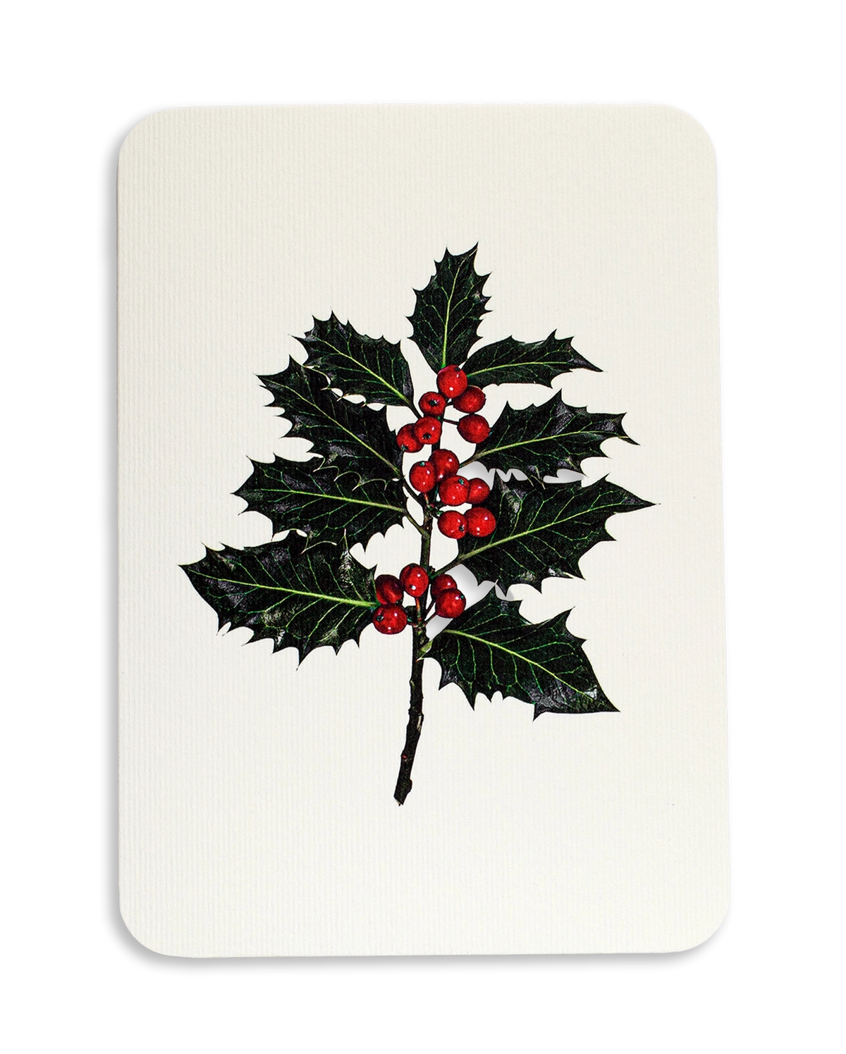 Christmas Botanicals Mixed Set of 6 Greeting Cards