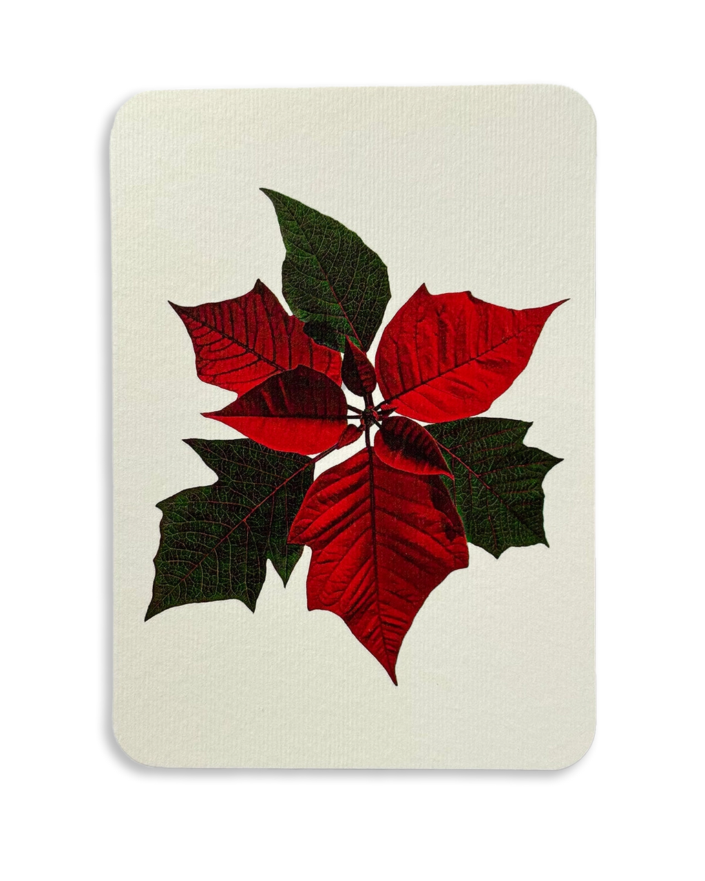 Christmas Botanicals Mixed Set of 6 Greeting Cards
