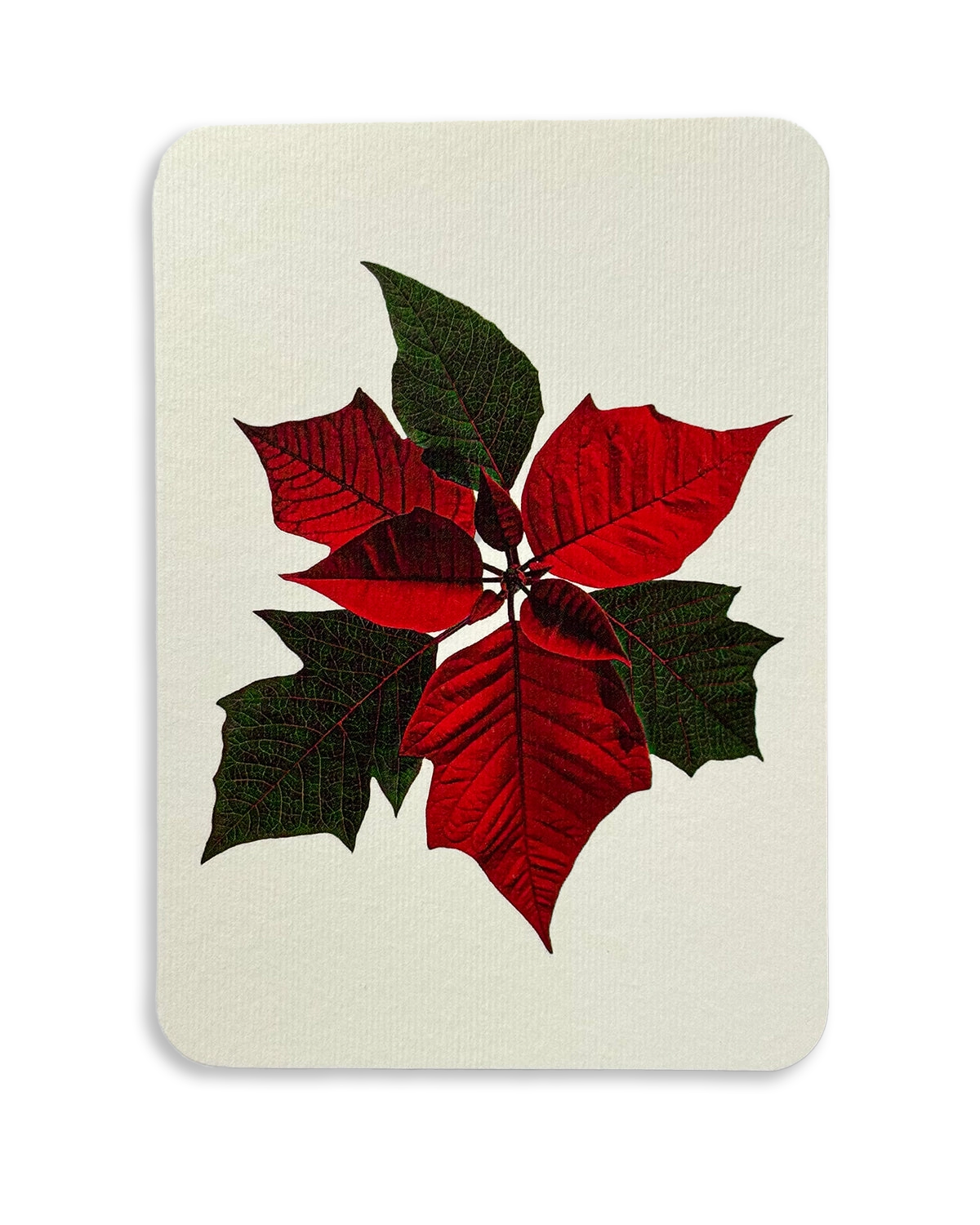 Christmas Botanicals Mixed Set of 6 Greeting Cards