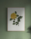 Yellow Rose Print