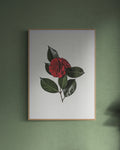 Camellia Print