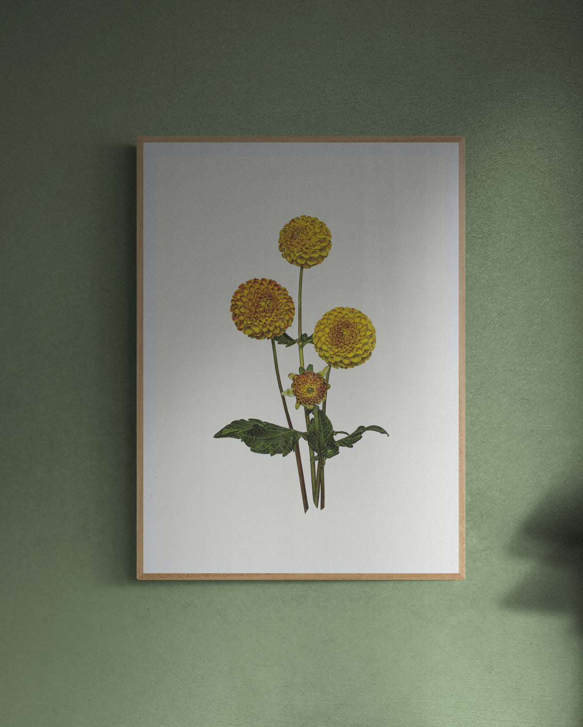 Dahlias Print