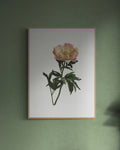 Peony Print
