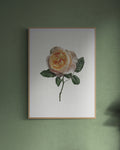 Soft Peach Rose Print