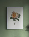 Soft Peach Rose Print