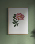 Pink Rose Print