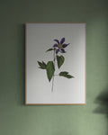 Clematis Print