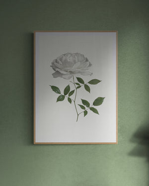 White Rose Print