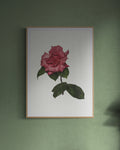 Garden Rose Print