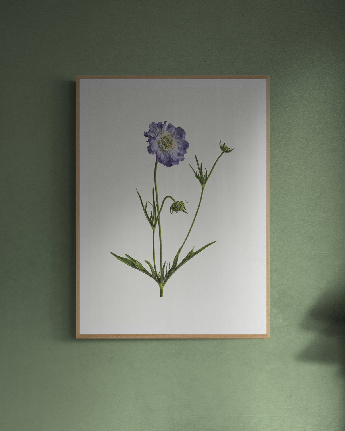 Anemone Print