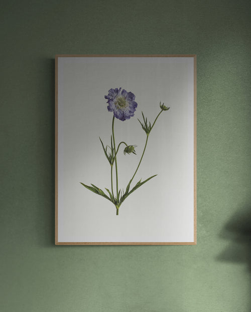 Anemone Print