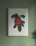 Rhododendron Print
