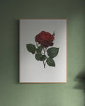 Red Rose Print