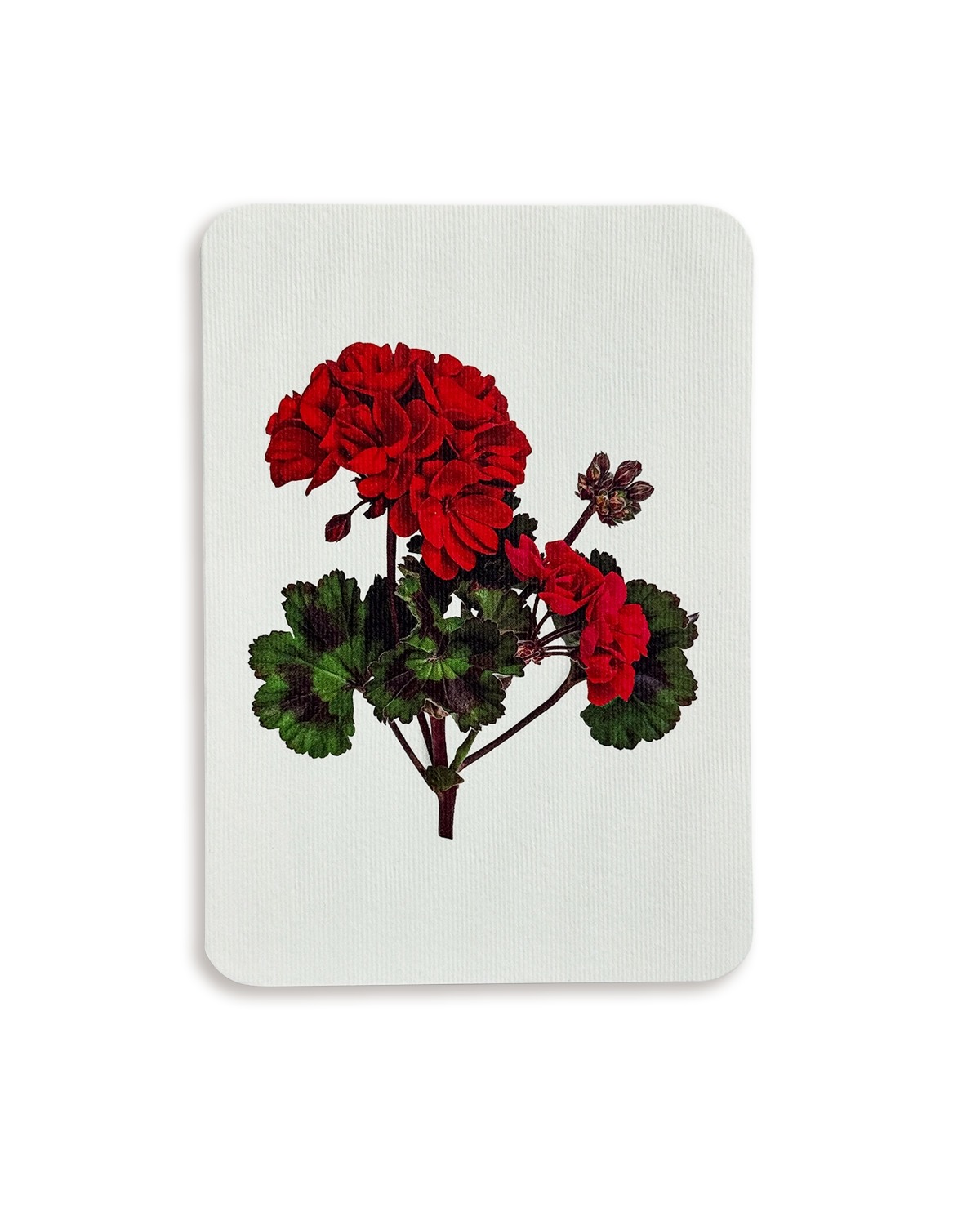 Geranium Greeting Card