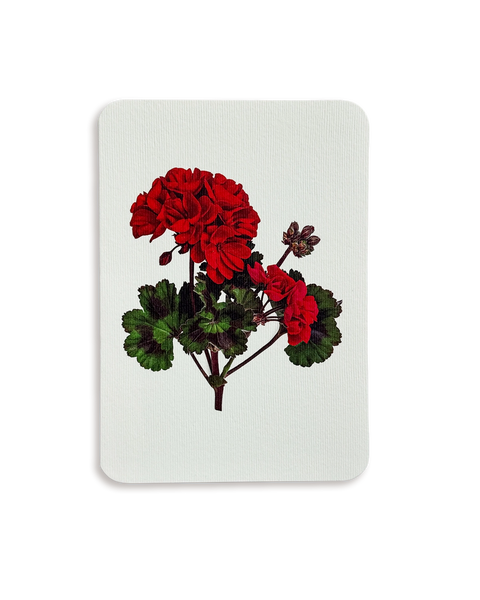 Geranium Greeting Card