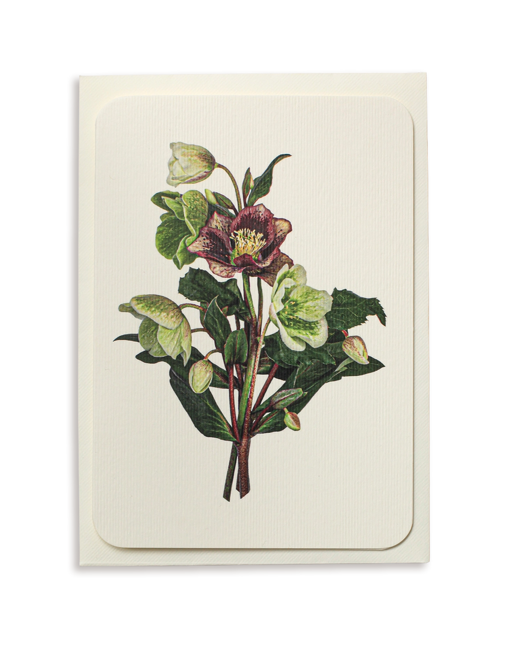 Posy of Hellebore Greeting Card