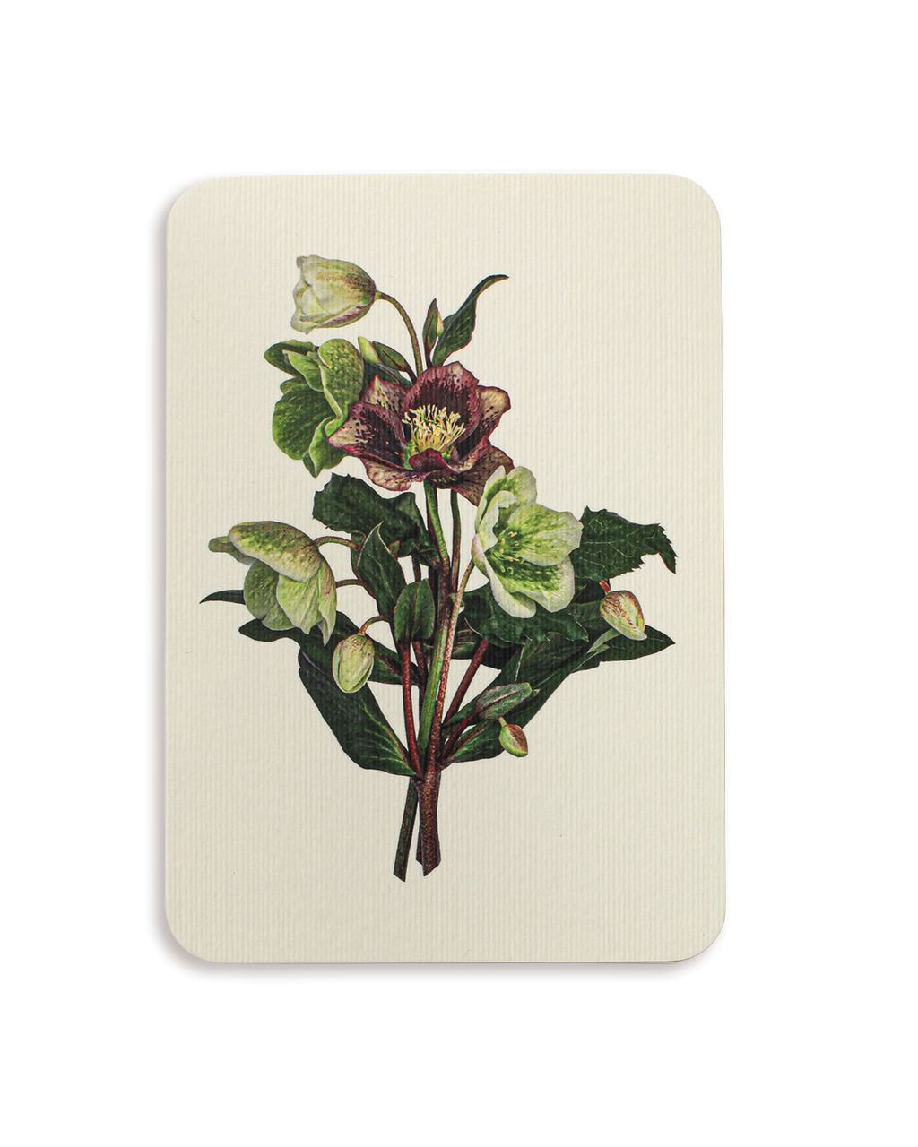 Posy of Hellebore Greeting Card