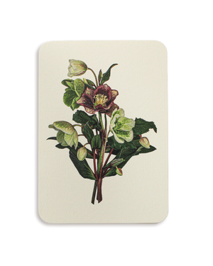 Posy of Hellebore Greeting Card