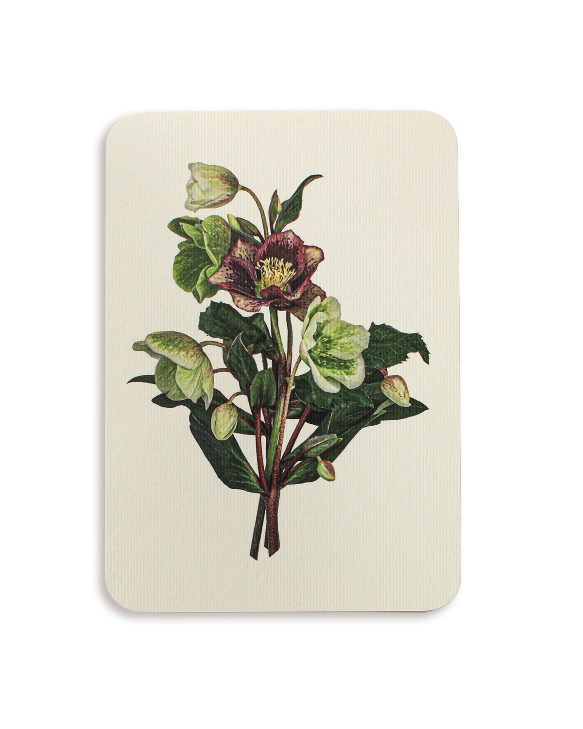 Posy of Hellebore Greeting Card