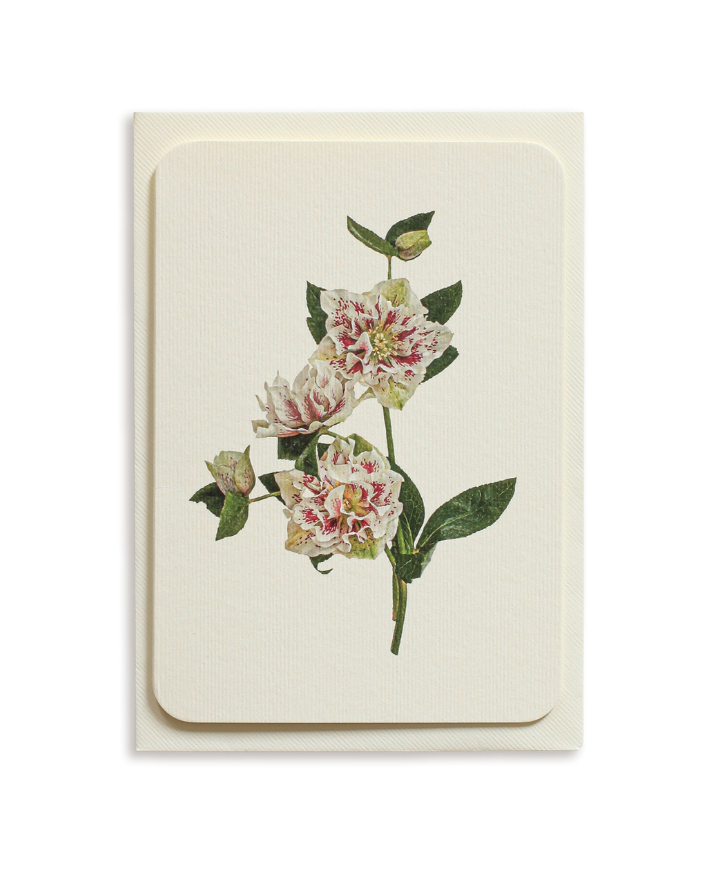 Hellebore Greeting Card