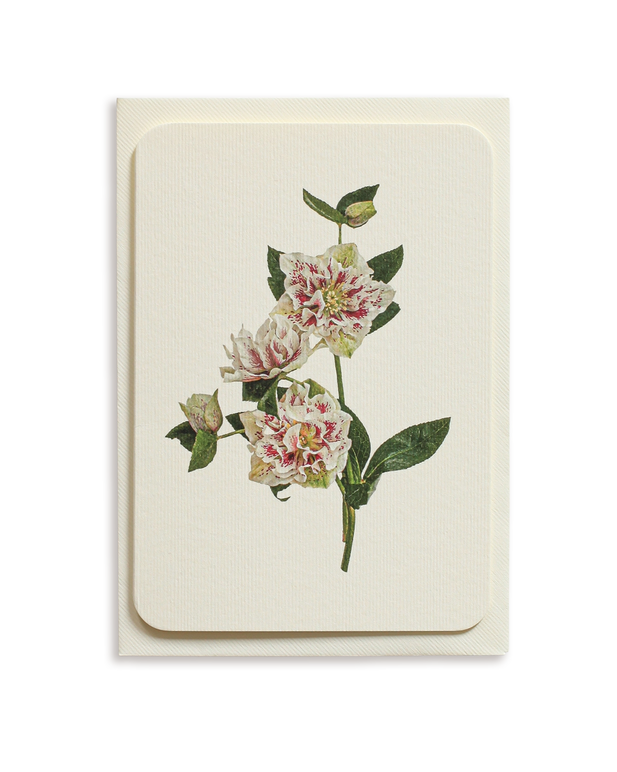 Hellebore Greeting Card